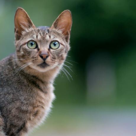 chat